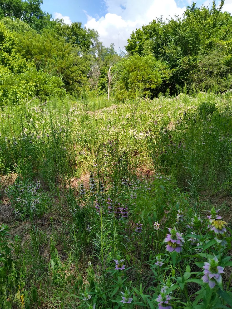 A green hillside meadow full of native wildflowers — purple bee balm and pale blooms — under summer trees and a blue sky