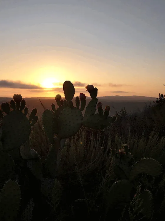 The sun setting low over a wide landscape, with prickly pear cactus paddles and desert brush silhouetted in the foreground