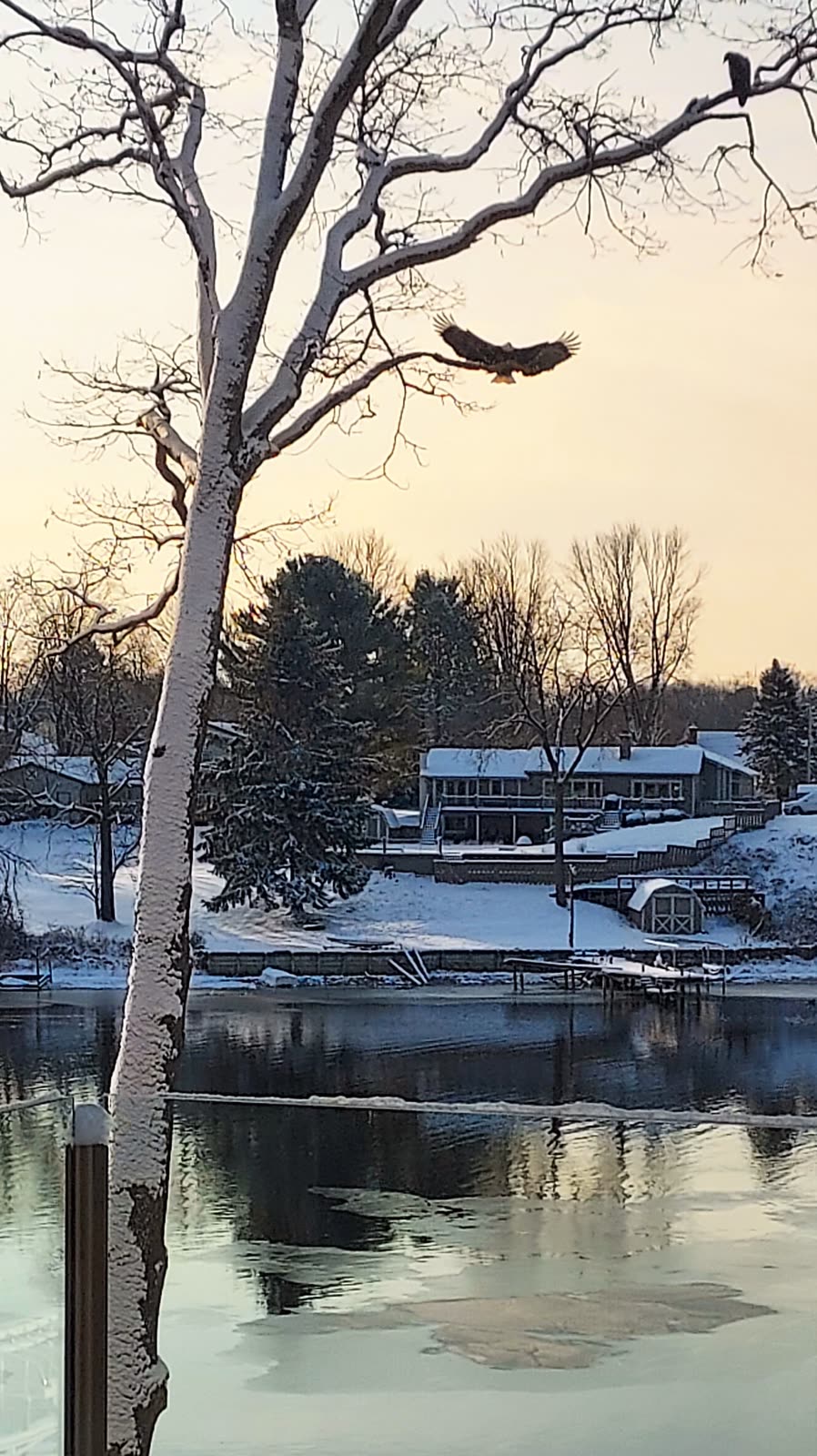 A bald eagle mid-wingbeat over a snowbound lake and homes at dusk
