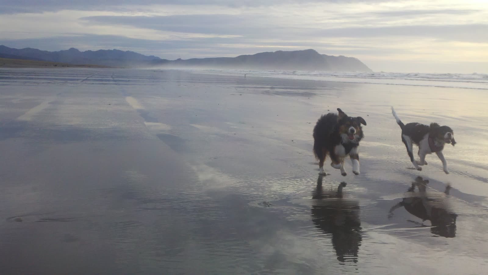 Two dogs running along a misty wide low-tide beach, distant mountains, wet sand reflecting the sky