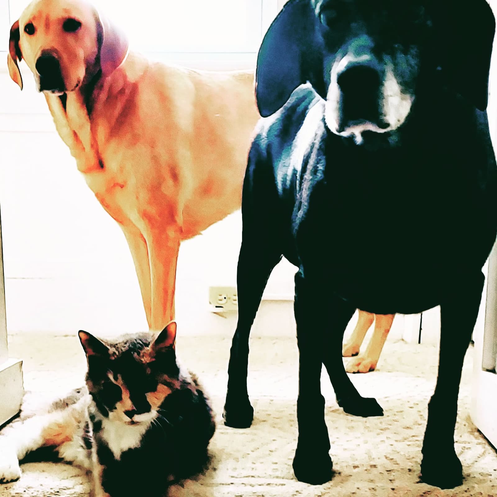 Two labrador dogs and a calico cat in a doorway, warm stylized color