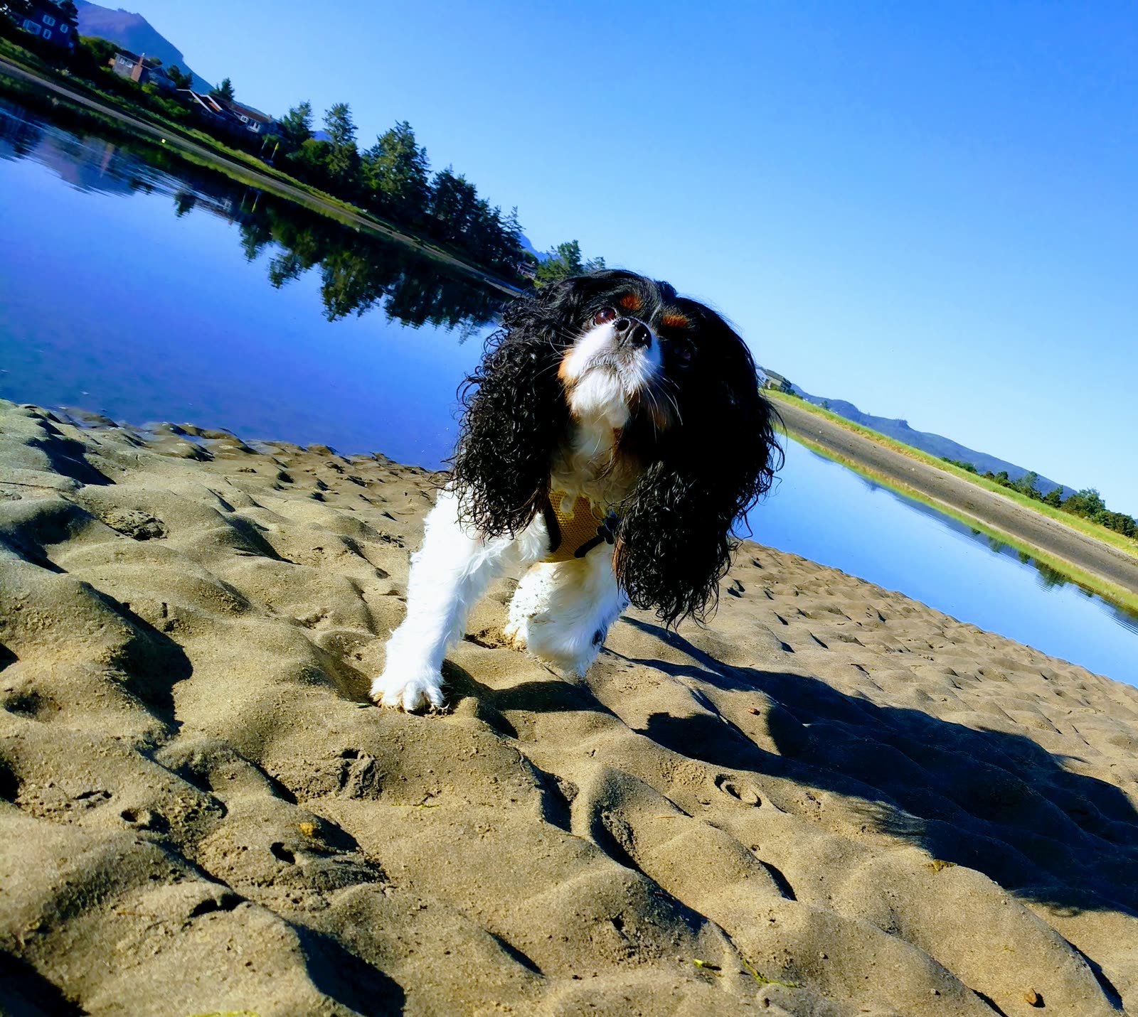 A King Charles spaniel windblown on a sand dune with blue water behind